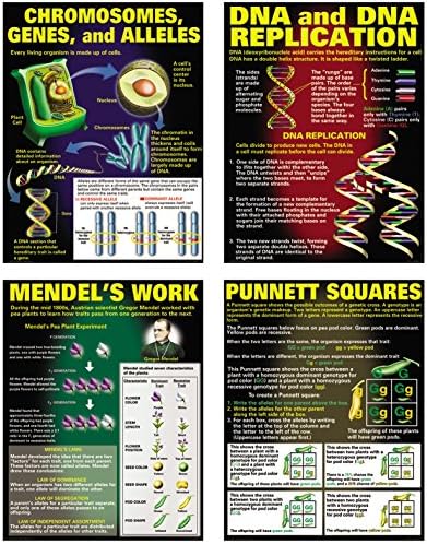 McDonald Yayıncılık DNA ve Kalıtım Poster Seti