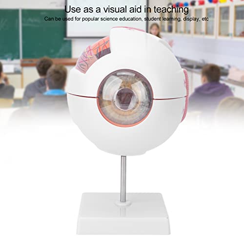Göz Anatomisi Modeli, Göz Küresi Modeli 7 Parça Profesyonel Hafif Gerçekçi Fen Eğitimi için Ekran Braketi ile