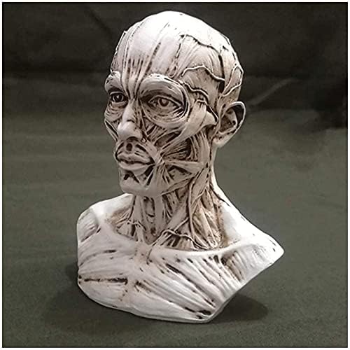 Anatomi Modeli, İnsan Kafatası Kafa Sanat Modeli - Reçine Kafa Kafatası Heykel Kroki Modeli-Anatomik İnsan Kafası Kafatası